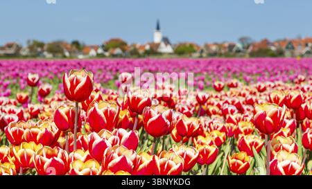 Vista del villaggio Den Hoorn, un piccolo villaggio sulle isole wadden, Texel, nei Paesi Bassi, con tulipani colorati sul fronte, Den Hoorn Texel, Nederland Foto Stock