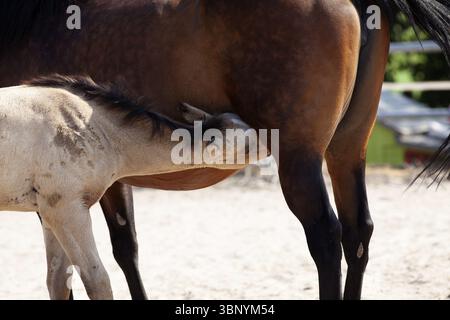 Puledro allattamento, cavallo bambino che beve latte con madre cavolo Foto Stock