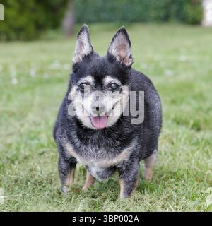 Ritratto di Chihuahua Pinscher Foto Stock