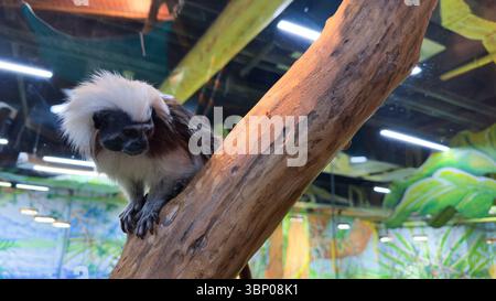 Un maestoso Tamarin bianco e nero arroccato su un ramo di legno con uno sfondo vibrante caratterizzato da vegetazione lussureggiante e illuminazione brillante Foto Stock