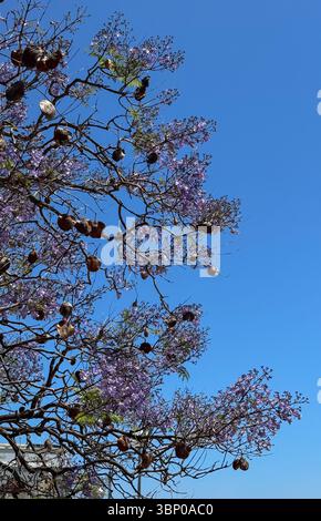 Un albero di jacaranda con fiori viola vivaci e capsule di semi contro un cielo blu limpido. Foto Stock