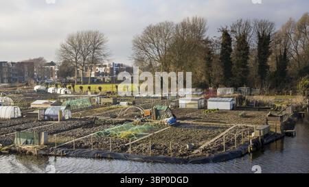 Giardinaggio cittadino nella città di Enkhuizen Paesi Bassi Foto Stock