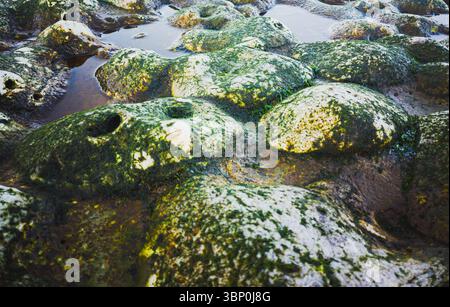 Rocce costiere ricoperte di alghe con motivi naturali Foto Stock