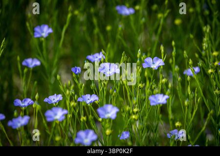 Graziosi fiori di semi di lino nella campagna del Sussex, in un giorno d'estate Foto Stock