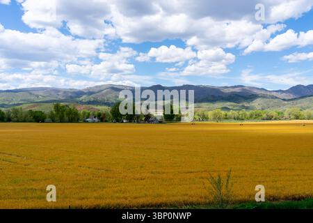 Campo d'oro e erba verde con montagne sullo sfondo. Foto Stock