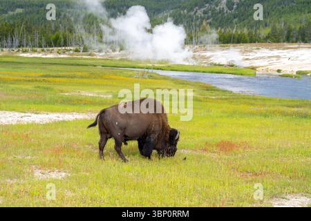 Un bisonte americano (bisonte bisonte bisonte) che mangia erba nel parco nazionale di Yellowstone, Wyoming, USA. Foto Stock