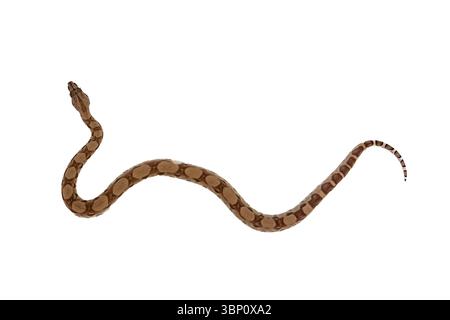 Il giovane Boa Constrictor scivola su sfondo bianco – Vista dall'alto di Ghost Morph Snake Foto Stock