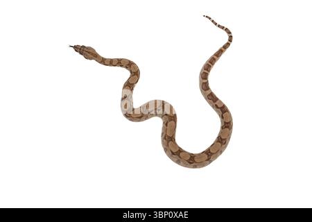 Young Ghost Boa Constrictor che scivola con la lingua su sfondo bianco – Vista dall'alto Foto Stock