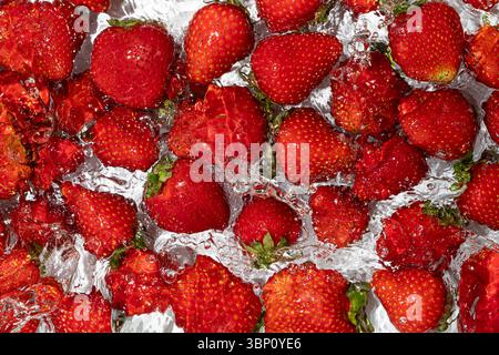 Maturi tutta la fragola in acqua, spruzzi di bacche, sfondo estivo, vista dall'alto. Foto Stock