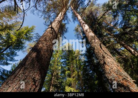 Vecchi pini (pinus sylvestris) che crescono nella foresta boreale, in Finlandia Foto Stock