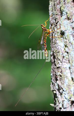 Megarhyssa perlata, unico Parasitoide di Horntail Wasps larve in legno, tronchi di alberi. Vespa grande con un ovipositore lungo per deporre le uova. Foto Stock