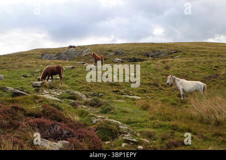 Carneddau pony a Drum, Galles del Nord Foto Stock