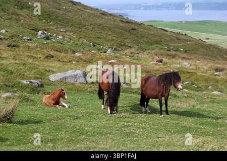 Carneddau pony a Drum, Galles del Nord Foto Stock