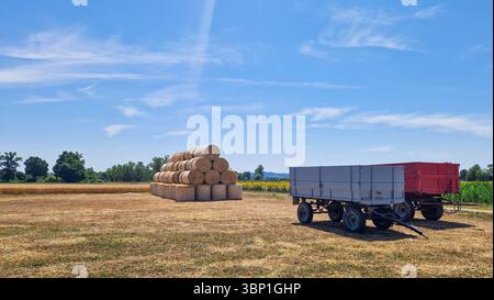 Grandi balle di fieno rotonde impilate in modo ordinato su un campo asciutto raccolto sotto un cielo azzurro. Ambiente agricolo rurale estivo con tonalità dorate, terreni agricoli, Foto Stock