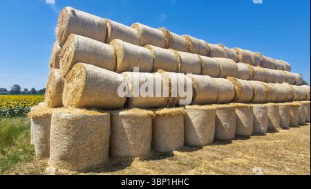 Grandi balle di fieno rotonde impilate in modo ordinato su un campo asciutto raccolto sotto un cielo azzurro. Ambiente agricolo rurale estivo con tonalità dorate, terreni agricoli, Foto Stock