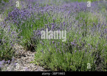 cespuglio di lavanda sotto il sole estivo. Foto Stock