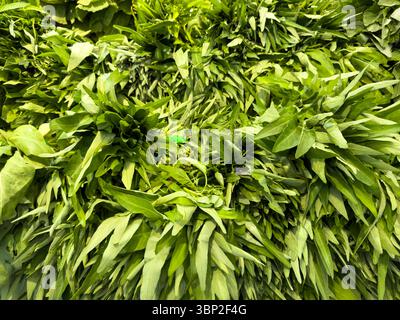 Primo piano di una pila di spinaci di acqua verde fresca (Ipomoea aquatica). L'immagine è piena di verdure a foglia, creando un composto denso e vibrante Foto Stock