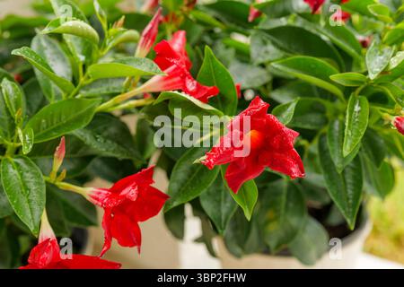 Primo piano di fiori rossi di Mandevilla in vaso con foglie verdi brillanti in luce naturale Foto Stock