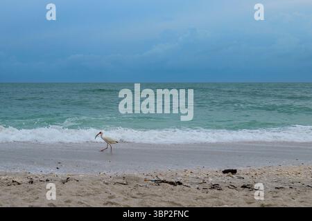 Uccello bianco dell'ibis in riva alla spiaggia del Golfo con onde calme e orizzonte nuvoloso Foto Stock
