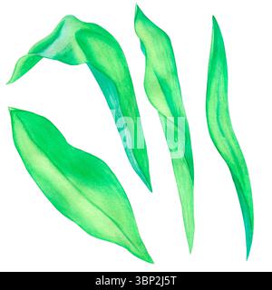 Set di foglie di tulipani verdi. Illustrazione ad acquerello disegnata a mano isolata su sfondo bianco. Adatto per design, inviti, congratulazioni. Foto Stock