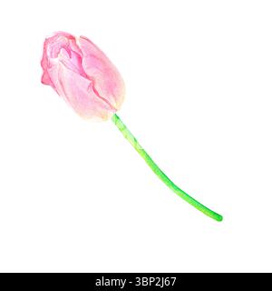 Bellissimo tulipano rosa, disegnato a mano in acquerello, delicato illustrazione realistica, isolato su sfondo bianco. Adatto per la progettazione di schede, poste Foto Stock