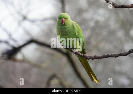 Parakeet rosato che si aggirano su un albero Foto Stock