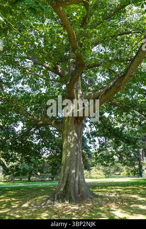 Quercia rossa, Quercus rubra, quercia rossa del nord Foto Stock