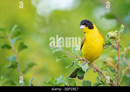 Emberiza melanocephala dalla testa nera in natura. Foto Stock
