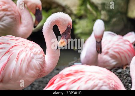 Un primo piano mozzafiato di uno stormo di fenicotteri, che mostra il loro piumaggio rosa vibrante e le forme eleganti Foto Stock