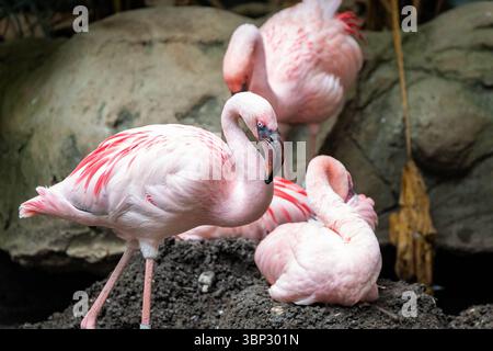 Un primo piano mozzafiato di uno stormo di fenicotteri, che mostra il loro piumaggio rosa vibrante e le forme eleganti Foto Stock