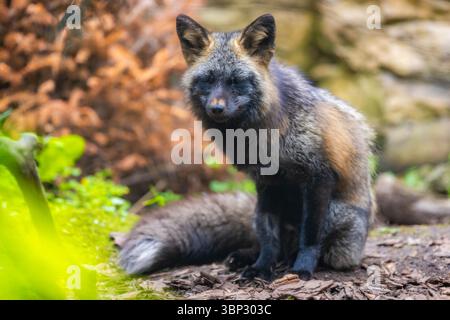 Un affascinante ritratto ravvicinato di una volpe rossa Foto Stock