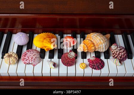 Collezione piano Seashell ancora vita Foto Stock