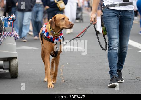 Brown Rodigen Rich cane schiena che cammina con entusiasmo lungo la strada indossando una collana patriottica nella celebrazione della parata del 4 luglio a Ventura. Foto Stock