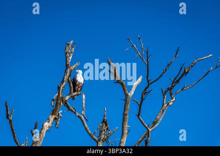 L'aquila di pesce africana Haliaeetus Vocifer sedeva su un ceppo di albero morto nel mezzo del lago. Foto Stock