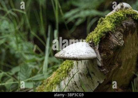 Fungo polipo di betulla grigia che cresce su un tronco di betulla in decadenza, in un lussureggiante ambiente di foresta verde Foto Stock