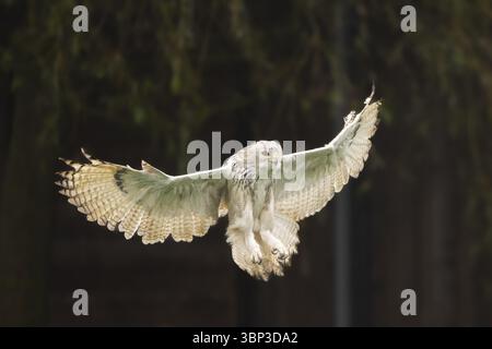 Gufo di aquila siberiana (Bubo bubo sibiricus) sbarco, autunno, Baviera, Germania, Europa Foto Stock
