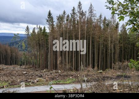 Abeti morti a causa dei cambiamenti climatici alberi malati durante la massiccia dieback della foresta, terreno forestale davanti dopo il taglio netto, Harz Mountains, Sassonia-Anh Foto Stock
