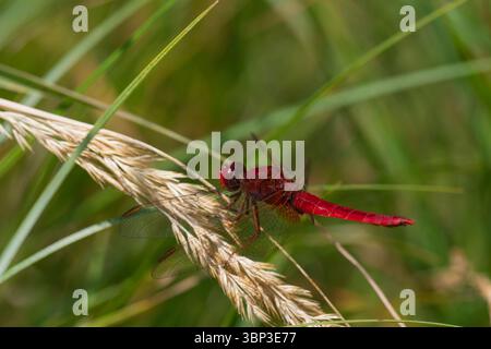 Primo piano di una libellula rossa brillante seduta su un gambo d'erba, che mostra ricche texture e riflessi della luce del sole in un ambiente erboso selvaggio Foto Stock
