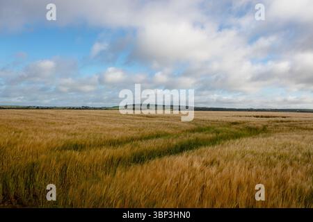 Il campo di grano dorato si estende all'orizzonte con un design piatto, mostrando tracce di raccolto, colline e nuvole Foto Stock