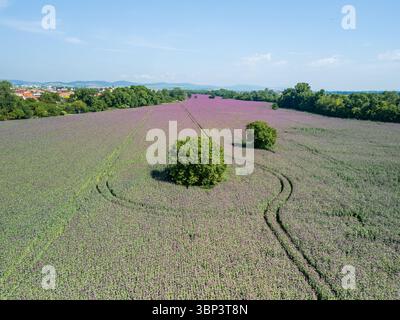 Vista aerea sul campo dei fiori di papavero rossi al tramonto, Borovce, Slovacchia Foto Stock