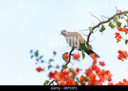 Colomba con colletto; Streptopelia decaocto; UK Foto Stock