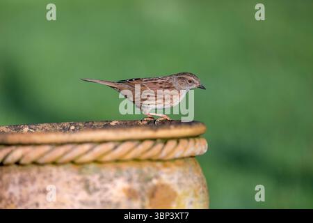 Dunnock; Prunella modularis; On Plant Pot; UK Foto Stock