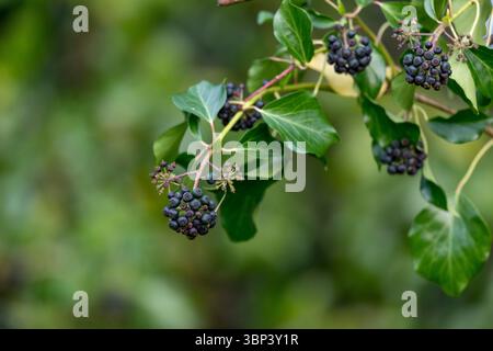 Ivy Berries; Hedera Helix; Winter; UK Foto Stock