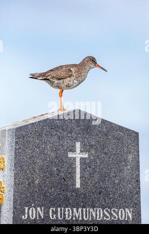Redshank; Tringa totanus; Standing on a grave Stone; Islanda Foto Stock