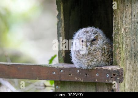 Gufo Tawny; Strix aluco; Young in Nest Box; Regno Unito Foto Stock