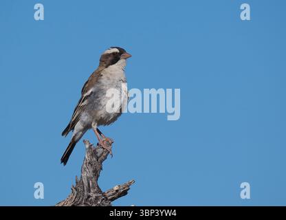 Il passero bianco tessitore è un uccello comune dell'Africa meridionale, incluso il Botswana. Foto Stock