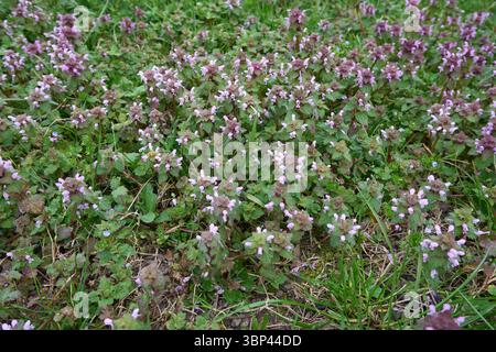 Pianta di Lamium purpureum in fiore Foto Stock