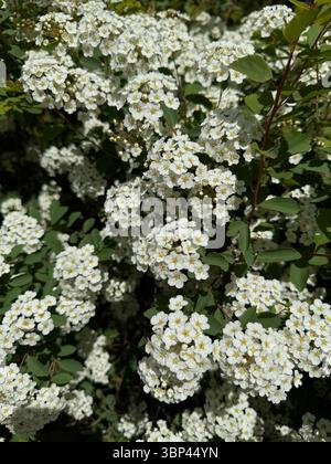 L'immagine mostra un fitto cespuglio ricoperto da numerosi piccoli fiori bianchi, ognuno con un centro giallo, che cresce tra foglie verdi. La pianta sembra essere f Foto Stock
