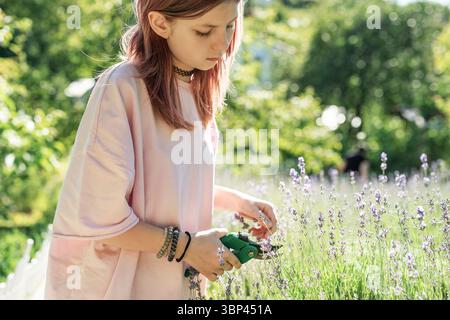 Ragazza che taglia fiori di lavanda con cesoie per potatura in un campo in una giornata estiva di sole Foto Stock