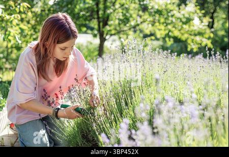 Una donna contadina sta tagliando fiori di lavanda con forbici in un campo di lavanda in una giornata estiva di sole Foto Stock